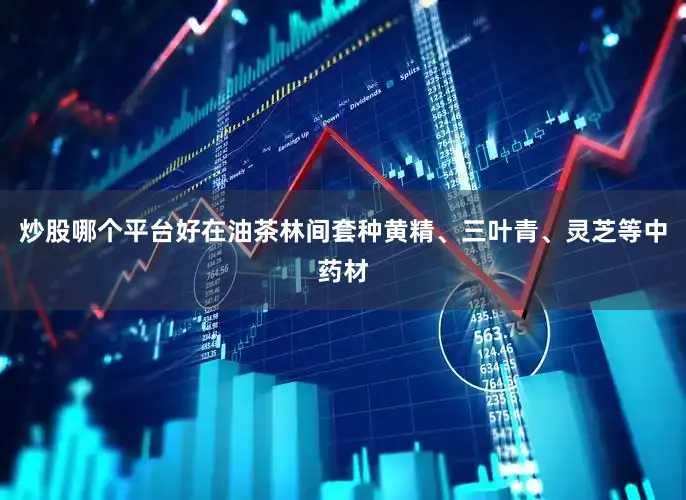 炒股哪个平台好在油茶林间套种黄精、三叶青、灵芝等中药材